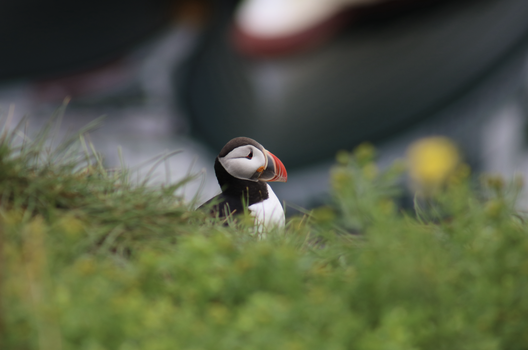 Reykjavík Whales & Puffins — photo 17