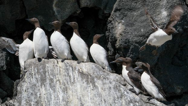Ingólfshöfði Puffin Tour — photo 11