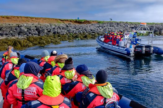 Premium Puffin Tour — photo 4