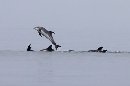 Express Whale Watching From Dalvík — photo 16