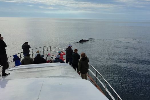 Whale Watching & Dolphin Yacht Cruise — photo 13