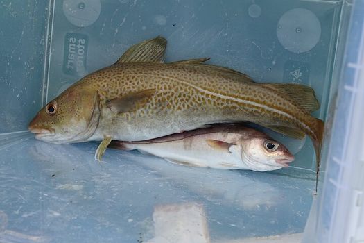 Reykjavik's Finest Catch: Guided Sea Angling Tour for All Levels — photo 7