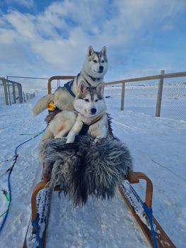 Siberian Husky Dog Sledding — photo 20