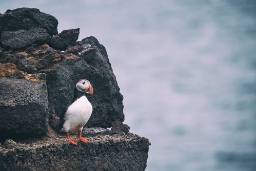 Vestmannaeyjar - The Westman Islands — photo 4