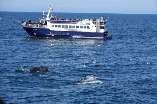 Whale watching - Downtown Reykjavík — photo 3