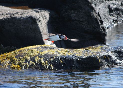 Reykjavík Premium Puffin Watching — photo 4