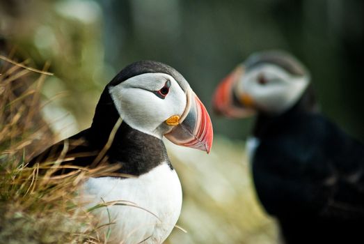 Horses & Puffins (Elfin Tour) — photo 2