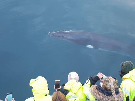 Whales & Auroras — photo 11