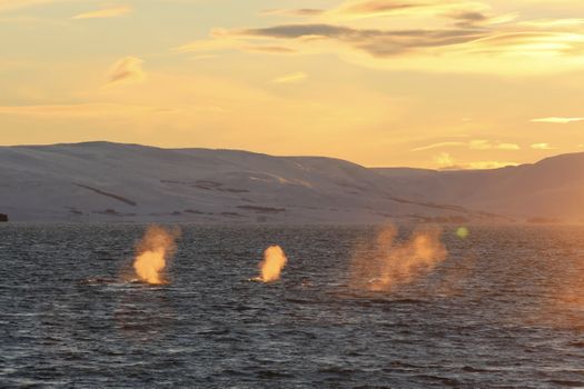 Akureyri Express Whales in the Midnight Sun — photo 13