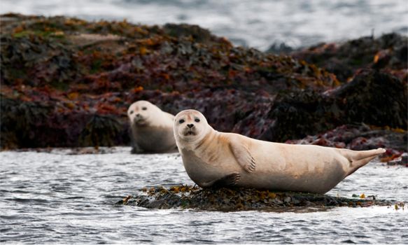 The mysterious Snæfellsnes National Park | Small Group Day Tour — photo 3