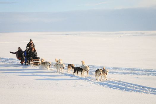 Dog Sledding Near Reykjavik — photo 12