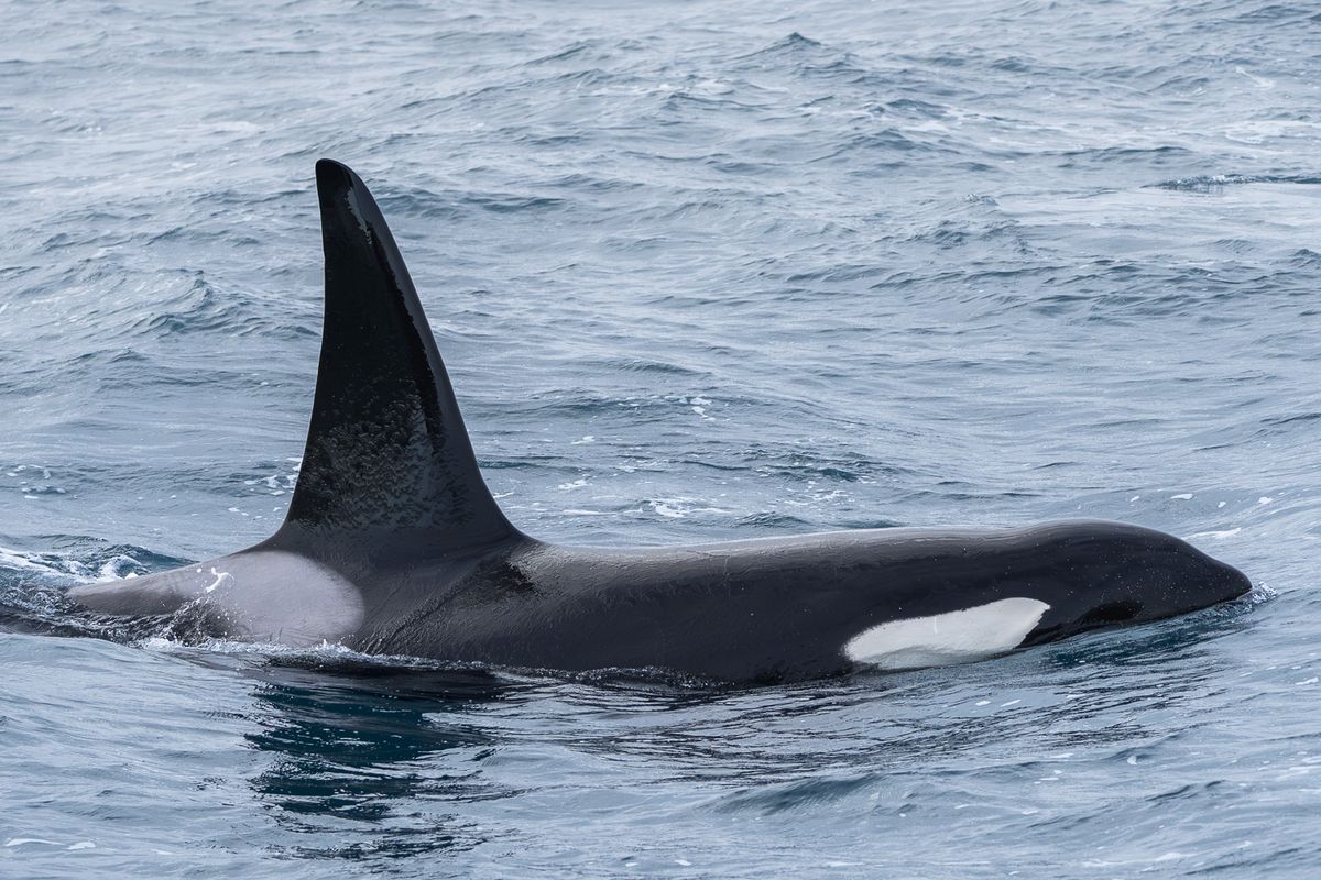 Whale Watching Ólafsvík - Snaefellsnes, photo 6 of 9