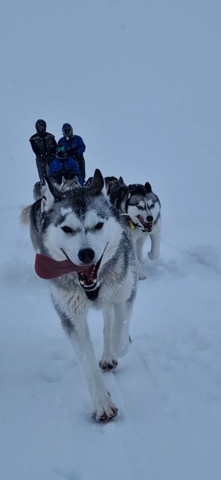 Siberian Husky Dog Sledding, photo 22 of 24