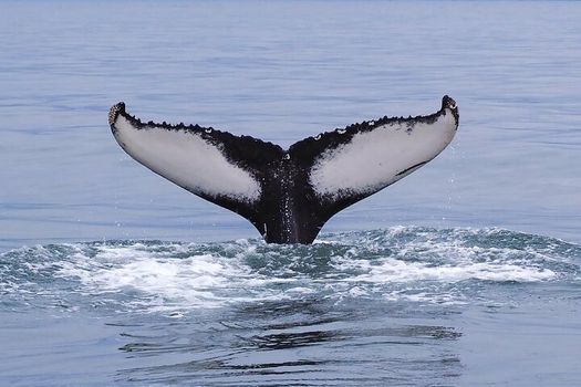Big Whales & Puffins RIB boat tour — photo 13