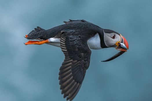 Ingólfshöfði Puffin Tour — photo 19