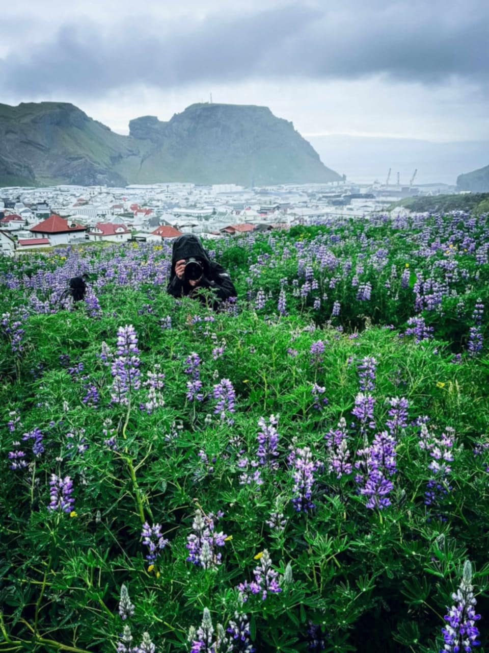 Vestmannaeyjar - The Westman Islands, photo 11 of 11