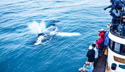 Whale Watching Eyjafjörður: From Árskógssandur