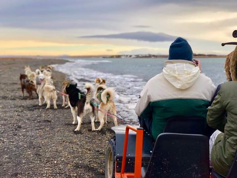 Dog Sledding Near Reykjavik — photo 5