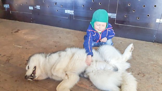 Siberian Husky Kennel Visit — photo 2