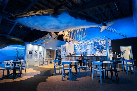 Whales of Iceland Museum Admission — photo 2