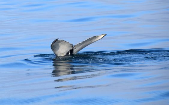 Whales & Sea Angling — photo 3