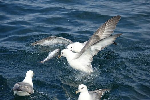 Reykjavik's Finest Catch: Guided Sea Angling Tour for All Levels — photo 9