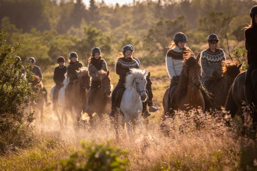 Viking Horses Sleipnir Evening Tour