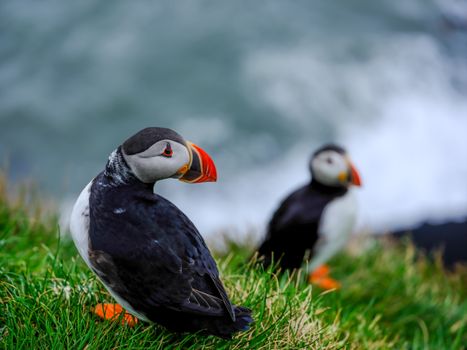 Ingólfshöfði Puffin Tour — photo 17