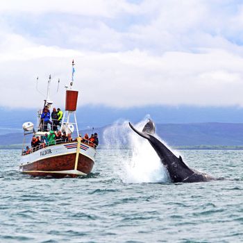Whale Watching