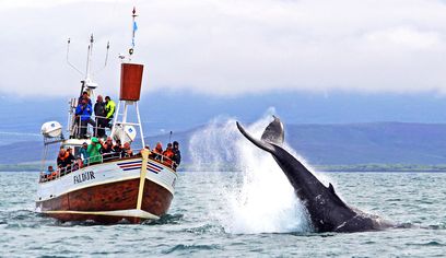 GG1 Whale Watching