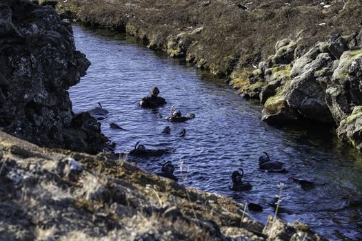 Small group Tour: Golden Snorkel: Golden Circle and Silfra Exploration — photo 13