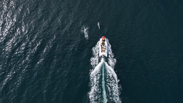 Viking Wildlife RIB Adventure