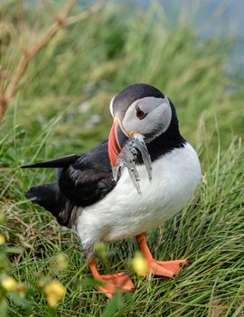 Seyðisfjörður: Puffins, Reindeer & Eastfjords Tour — photo 14