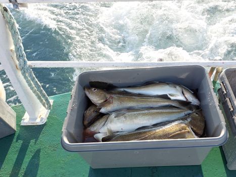 Reykjavík Sea Angling Gourmet — photo 10