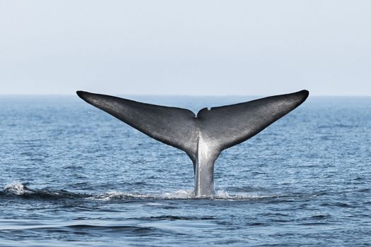 Whales and Puffins — photo 4