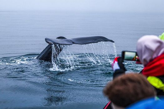 Big Whales & Puffins RIB boat tour — photo 7