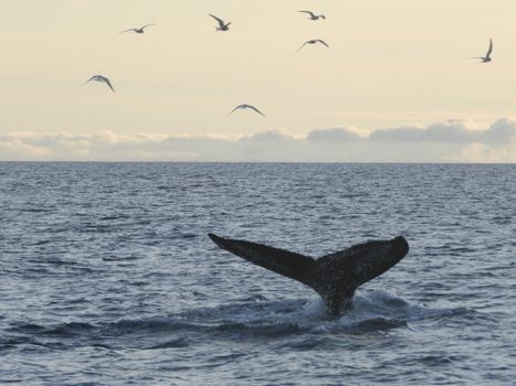 Reykjavík Premium Whales in the Midnight Sun — photo 14