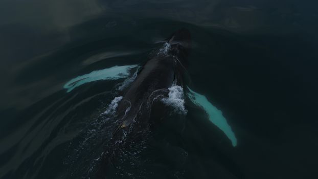 Whales & Auroras — photo 13