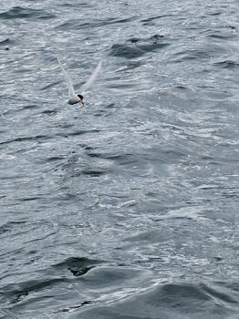 Exploring Djúpivogur - Nature and wildlife — photo 11