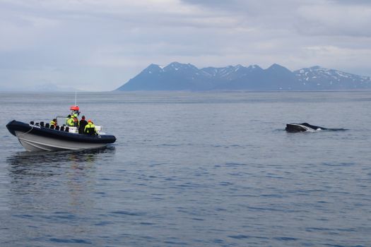 RIB Express - Whale Whatching- from Downtown Reykjavik — photo 10