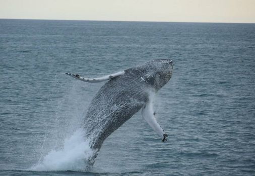 RIB Express - Whale Whatching- from Downtown Reykjavik — photo 6