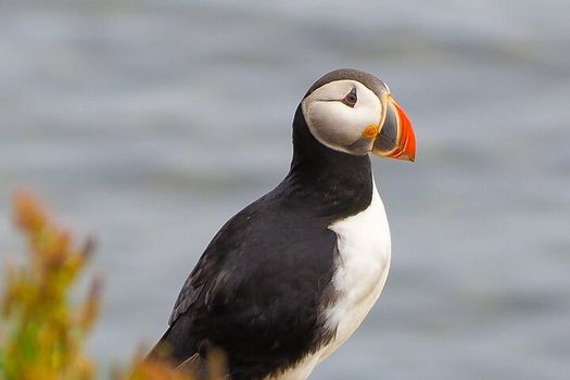 Big Whales & Puffins RIB boat tour — photo 5