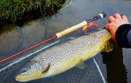 Private Fly Fishing Day Tour for Big Brown Trout - West Rangá Trout Beat — photo 11
