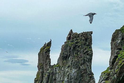Viking Wildlife RIB Adventure — photo 24