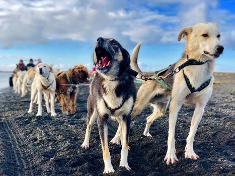 Dog Sledding Near Reykjavik — photo 17