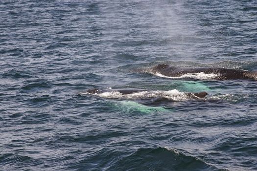 Whale Watching & Dolphin Yacht Cruise — photo 18