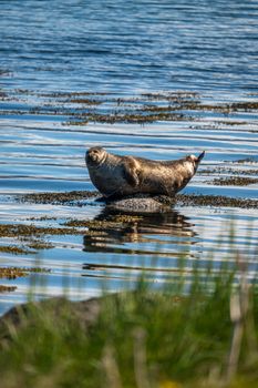 Wildlife and Arctic Foxes — photo 3