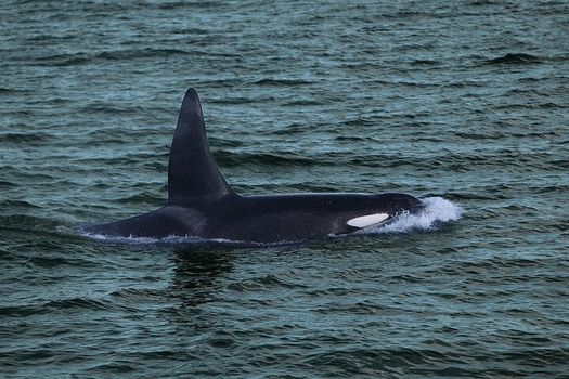 Whale Watching & Dolphin Yacht Cruise — photo 10