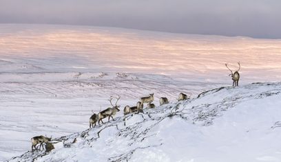Wild Reindeer Experience