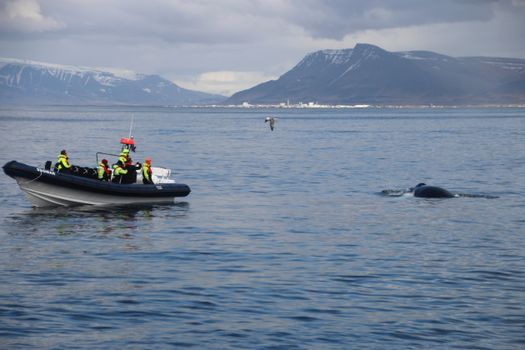 RIB Express - Whale Whatching- from Downtown Reykjavik — photo 11